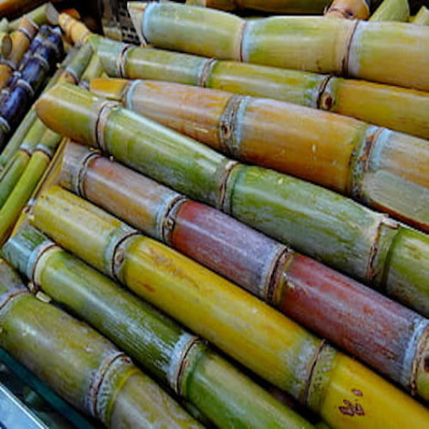 Sugar Cane